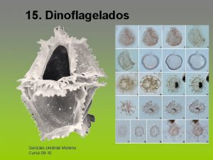 15 Dinoflagelados Gonzalo Jimnez Moreno Curso 09 10