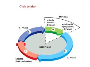 Ciclo celular Si existen condiciones adecuadas el ciclo