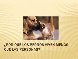 POR QU LOS PERROS VIVEN MENOS QUE LAS