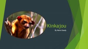 Kinkajou By Moira Goudy Why I Chose This