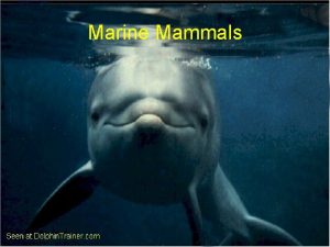 Marine Mammals Marine mammal A marine mammal is
