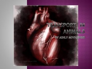 TRANSPORT IN ANIMALS BY ASHLY MOYHABEER Transport in