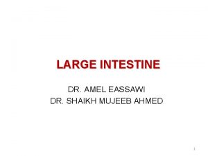 LARGE INTESTINE DR AMEL EASSAWI DR SHAIKH MUJEEB