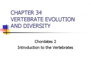 CHAPTER 34 VERTEBRATE EVOLUTION AND DIVERSITY Chordates 2