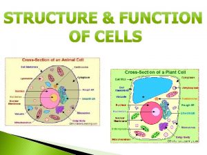 Cell Wall Strong stiff outer layer of a