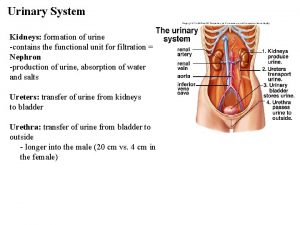Urinary System Kidneys formation of urine contains the