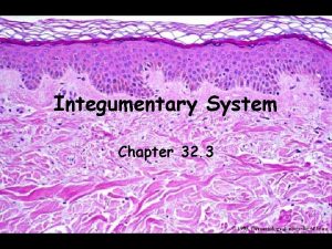 Integumentary System Chapter 32 3 Functions Barrier for