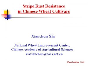 Stripe Rust Resistance in Chinese Wheat Cultivars Xianchun