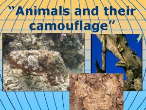 Animals and their camouflage The animal world is