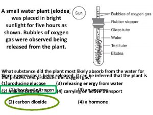 A small water plant elodea was placed in
