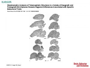 Morphometric Analysis of Telencephalic Structure in a Variety