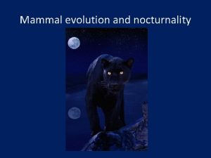 Mammal evolution and nocturnality Mammalian evolution The origins