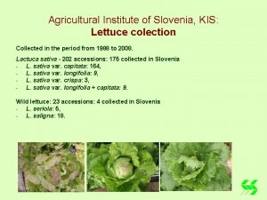 Agricultural Institute of Slovenia KIS Lettuce colection Collected
