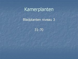 Kamerplanten Bladplanten niveau 3 31 70 Bladplanten niveau