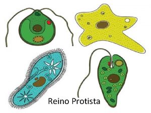 Reino Protista Protozorios Unicelulares Heterotrficos Todos os habitats