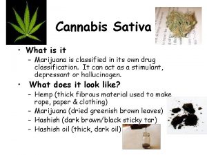 Cannabis Sativa What is it Marijuana is classified
