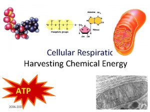 Cellular Respiration Harvesting Chemical Energy ATP 2006 2007