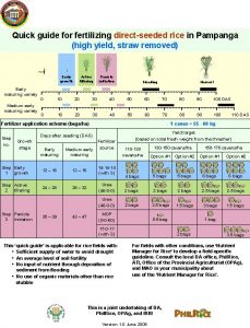Quick guide for fertilizing directseeded rice in Pampanga