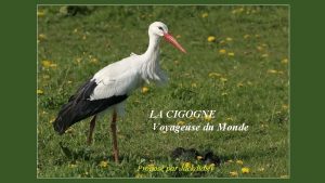 LA CIGOGNE Voyageuse du Monde Propos par Jackdidier