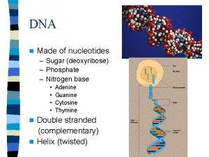 DNA n Made of nucleotides Sugar deoxyribose Phosphate