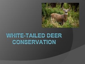 WHITETAILED DEER CONSERVATION Whitetail Deer Season Opening Day