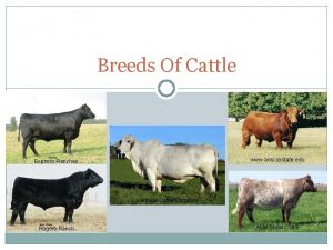 Breeds Of Cattle www ansi okstate edu Express