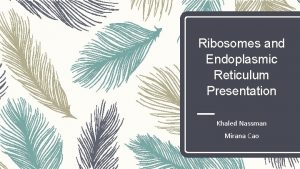 Ribosomes and Endoplasmic Reticulum Presentation Khaled Nassman Mirana