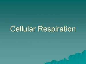 Cellular Respiration Review Producers u Producers get their