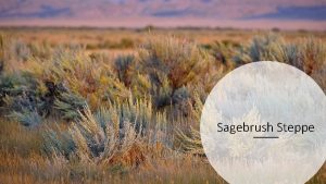 Sagebrush Steppe What is a steppe Normally dry