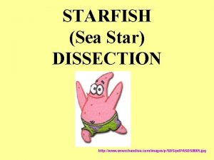 STARFISH Sea Star DISSECTION http www emerchandise comimagespSBSpd