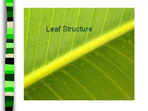 Leaf Structure Functions of Leaves 1 Main photosynthetic