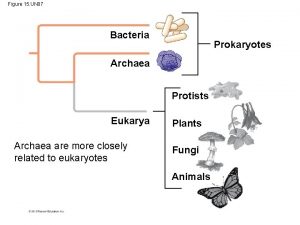 Figure 15 UN 07 Bacteria Prokaryotes Archaea Protists