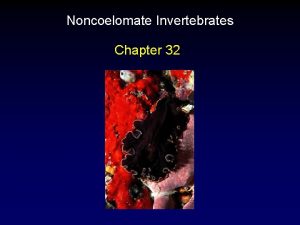 Noncoelomate Invertebrates Chapter 32 Outline Invertebrate Phylogeny Parazoa