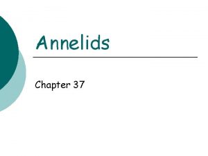 Annelids Chapter 37 What are they Annelids are