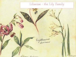 Liliaceae the Lily Family Geographic Distribution 280 genera4000