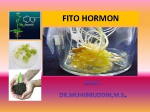 FITO HORMON FITOHORMON q Istilah Hormon Sulit untuk