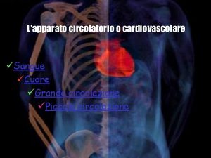 Lapparato circolatorio o cardiovascolare Sangue Cuore Grande circolazione