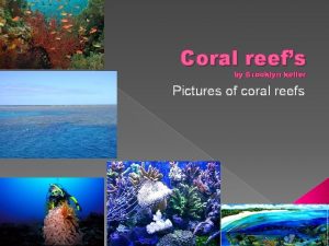 Coral reefs by Brooklyn keller Pictures of coral