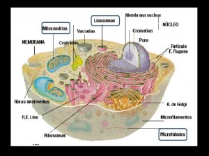 MITOCONDRIAS Las mitocondrias son orgnulos celulares enc argados