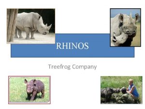 RHINOS Treefrog Company Why are they hunted The