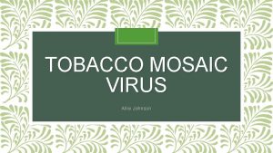 TOBACCO MOSAIC VIRUS Allie Johnson Plant Name and