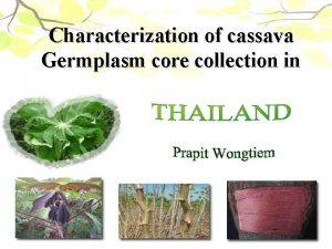 Characterization of cassava Germplasm core collection in Rayong