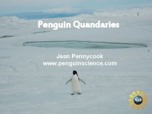 Penguin Quandaries Jean Pennycook www penguinscience com Researchers