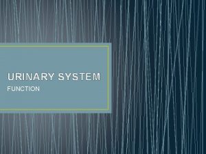 URINARY SYSTEM FUNCTION FOUR MAIN FUNCTIONS 1 Excretion