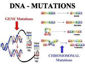 GENE Mutations CHROMOSOMAL Mutations DNA Mutations A third