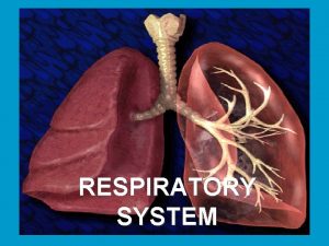 RESPIRATORY SYSTEM RESPIRATION The movement of air in