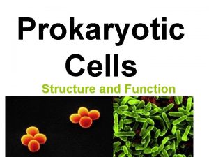 Prokaryotic Cells Structure and Function Prokaryotic Cell Structure