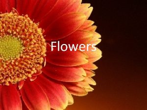 Flowers Flowering Plants 1 Gymnosperms produce seeds on