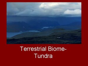 TundraTerrestrial Biome Tundra Tundra Location of Tundra How