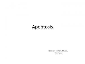 Apoptosis Hussam Telfah MBBS FRCPath Morphology Cell shrinkage